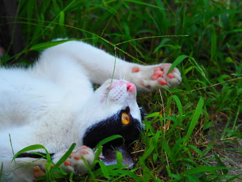 Cat relaxing on a field