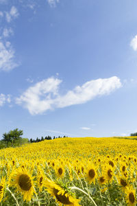 Scenic view of sunflower field against sky