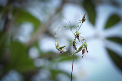 Close-up of insect on plant