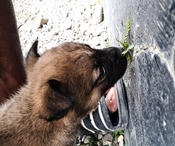 Close-up of a little dog