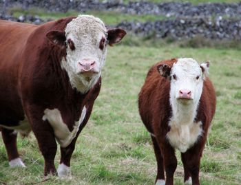 Portrait of cow standing on field