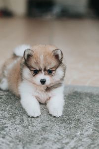 Portrait of cute puppy relaxing on floor