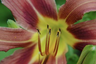 Close-up of red lily blooming outdoors