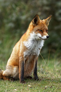 Lion looking away on field