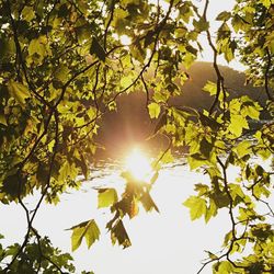 Low angle view of trees against bright sun