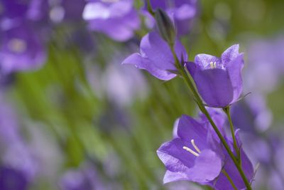 Close-up of purple flowering plant