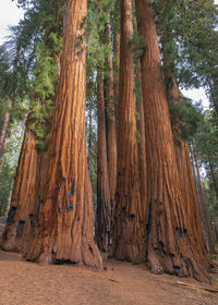 View of trees in forest