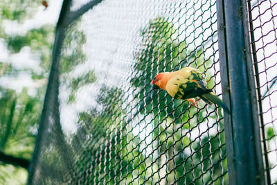 Close-up of parrot in cage