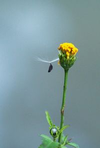 Close-up of insect on flower