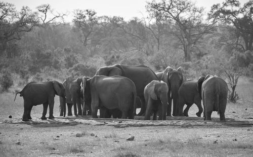 Elephants in a field