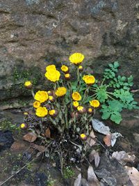 Close-up of yellow flowers