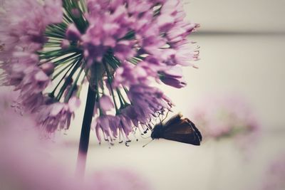 Close-up of butterfly pollinating on flower