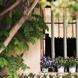 Plant growing on a wall