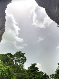 Low angle view of trees against sky