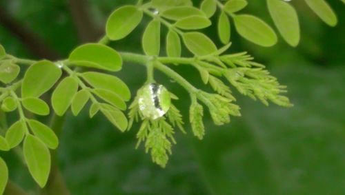 Close-up of insect on plant