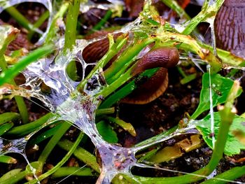 Close-up of water drops on plant