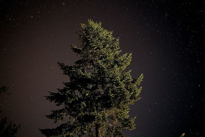 Low angle view of tree against sky at night