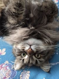Portrait of cat lying down