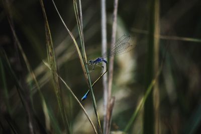 Dragonfly on blades of grass.