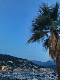 Palm trees by sea against sky in city