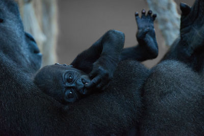 Baby gorilla lies in arms of mother