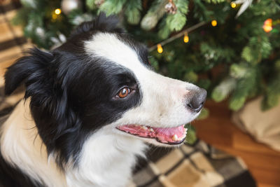 Funny puppy dog border collie near christmas tree at home indoors. preparation for holiday