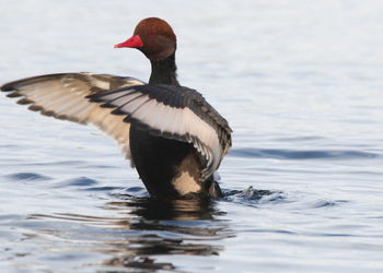 Duck swimming in lake