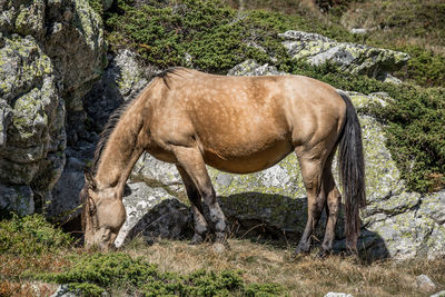 Beautiful horse in rila mountain, bulgaria