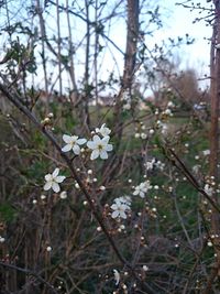 Close-up of white flowers blooming on tree