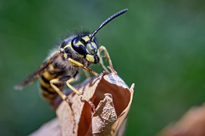 Close-up of bee pollinating flower