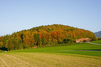 Trees on field against clear sky during autumn