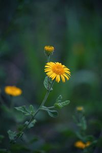 Close-up of yellow flowering plant