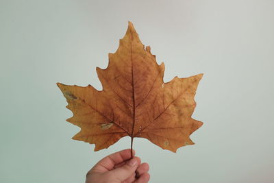 Close-up of maple leaf against sky during autumn