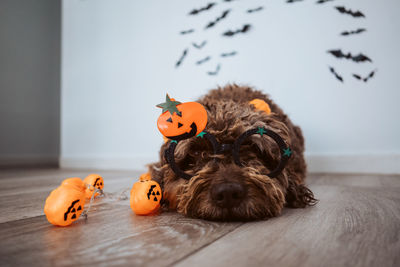 Dog lying on table at home