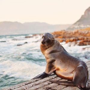 Seal on rock formation in sea against sky