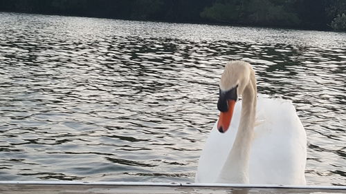 Swan swimming in lake