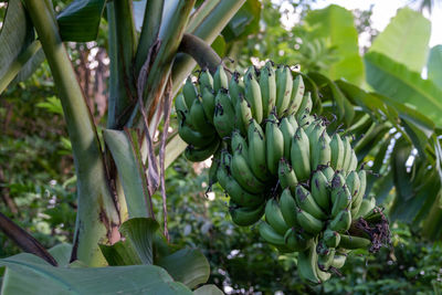 Close-up of fruits growing on tree