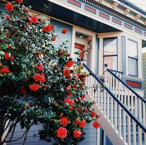 Flowers blooming outdoors