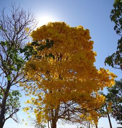 Low angle view of autumnal trees against clear sky