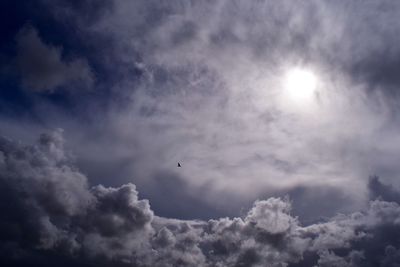 Low angle view of bird flying in sky