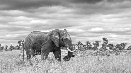 View of elephant on field against sky