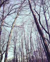 Low angle view of bare trees against sky