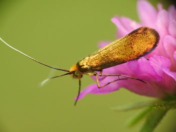 Close-up of insect pollinating on flower