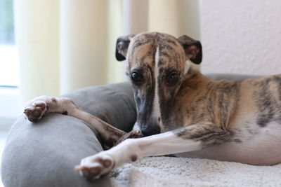 Portrait of dog lying down