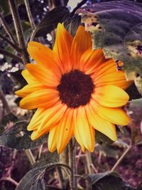 Close-up of yellow flower blooming in field