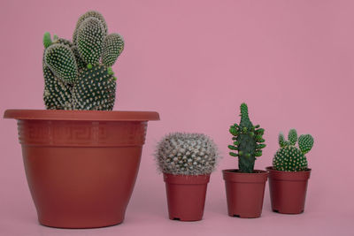 Close-up of potted cactus plant against wall