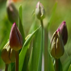 Close-up of tulips blooming outdoors