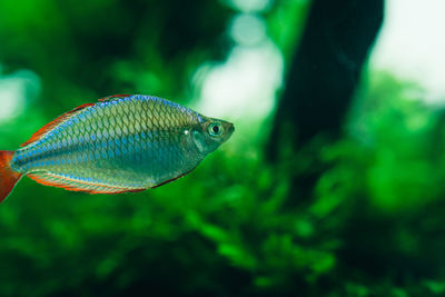 Close-up of fish swimming in sea