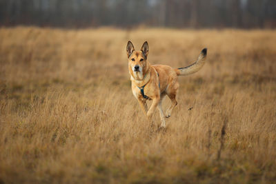 View of dog running on land