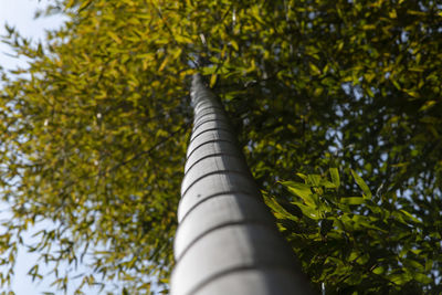 Low angle view of tree against sky